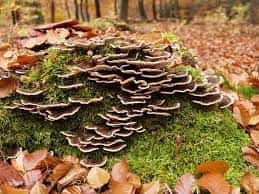 Herfstwandeling